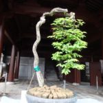 Quel âge il peut bien avoir??