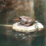 Il doit porter chance, enfin on espère!