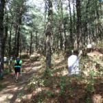 Tranquille entre les sapins