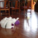 Même les chiens ont droit à une couleur!!