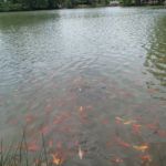 Les poissons ont faim