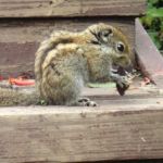 Il a trouvé à manger